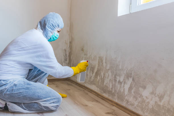Professional mold removal team in Frankfort