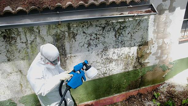 Mold Removal service in Frankfort